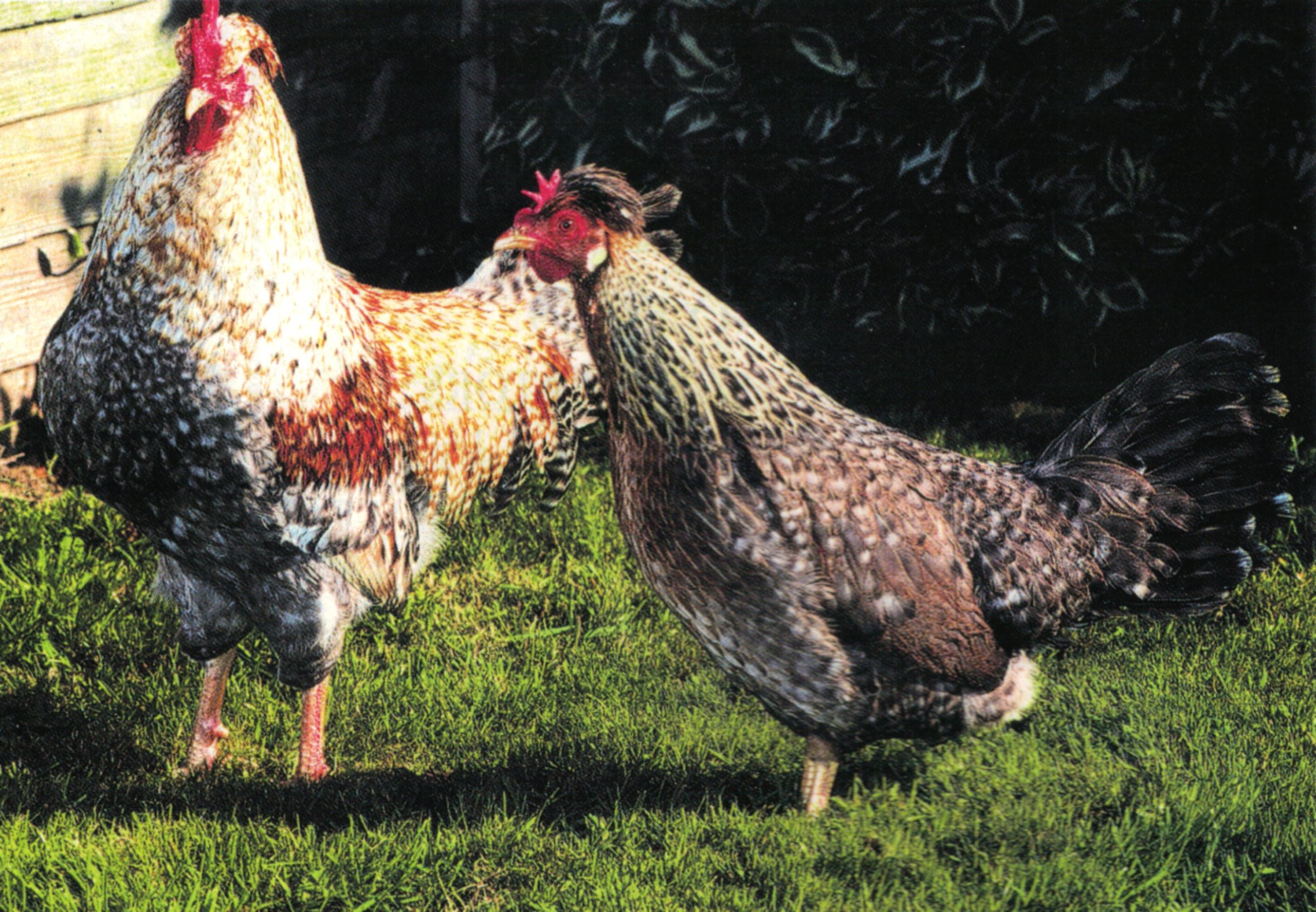 Cream Legbars Poultry Stud Breeders & Exhibitors Poultry Stud