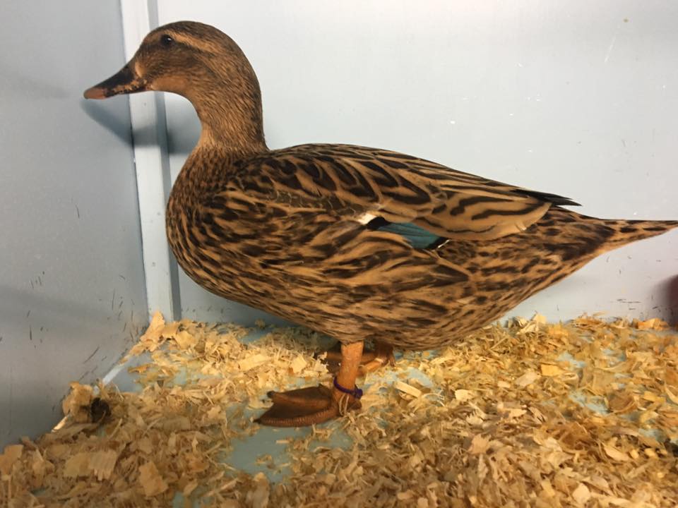 normalmallardduckmichaelholmes Poultry Stud Breeders & Exhibitors