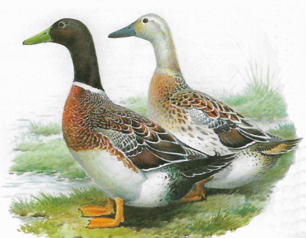 Welsh Harlequin Poultry Stud Breeders & Exhibitors Poultry Stud